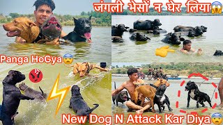 New Dog Ki Entry Hui But😨 Dogs K Sath Jungle Bheso K Jhund M Fas Gye😱 [upl. by Lekim]