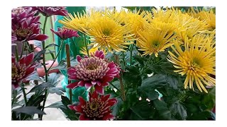 Beautiful Chrysanthemum Flowers Care amp Tips  in nepali language Rewatisgarden [upl. by Joane707]