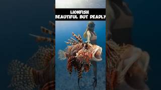 Lionfish  Beautiful But Deadly shorts [upl. by Hanson39]