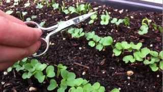 How to thin radish seedlings [upl. by Eedyaj]