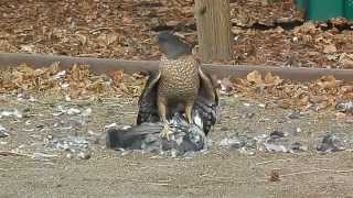 Hawk eats pigeon alive [upl. by Roper]