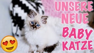 Unsere 1 Babykatze abholen eingewöhnen und kuscheln I Meggyxoxo [upl. by Bindman]