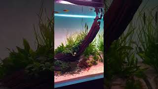 Pleco fishes driftwood making natural aquarium 😊aquascape natureaquarium [upl. by Fania858]