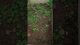 Oxalis plant science biology plants farming [upl. by Cate79]