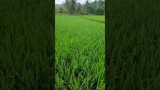 pag spray ng fungicide sniper and blackspade insecticide [upl. by Rici]