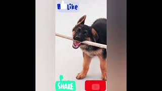 GSD puppy showcasing power of excercise 🐕‍🦺dog shorts germanshepherd pets viral trending H [upl. by Jardena]