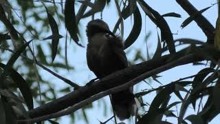 Greycrowned Babbler 4 [upl. by Ellinet458]