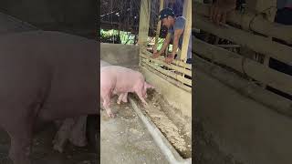 START PIG FARMING [upl. by Munro]