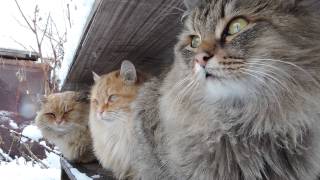 Siberian farm cats SnowfallСибирские кошки СнегопадTyoma Solnyshko Sunny Pooh [upl. by Lesli]