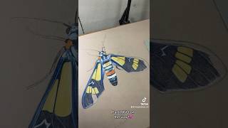 Drawing a WASP MOTH💙 Prismacolor Colored Pencils  drawing art prismacolor moth draw [upl. by Isiad705]