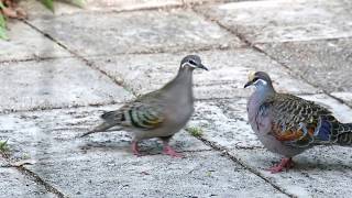 Common Bronzewing Courting [upl. by Iva835]