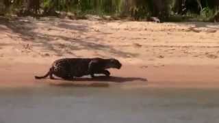 Amazing Jaguar hunting Capibara in Brazil  Jaguar cazando a Capibara [upl. by Leirol]