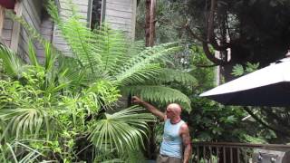 Growing a Tasmanian Tree Fern [upl. by Annabela54]