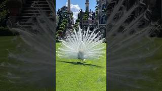 peacock opening its feathers lovelybirdies lovebirds peacock [upl. by Aleirbag]