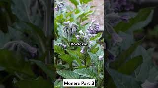 The MoneraLife Beyond the Microscope part 3 monera neet [upl. by Caralie]