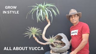 Yucca Plant  Grow In Style Crescent Pot Care Tips [upl. by Stacia22]