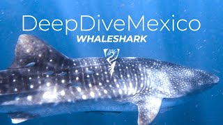 Walhaie in Mexiko  Whaleshark in Playa Del Carmen  DeepDiveMexico [upl. by Katerine]