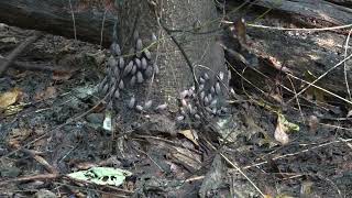 webworms and lanternflies attack Tree of Heaven [upl. by Adalard]