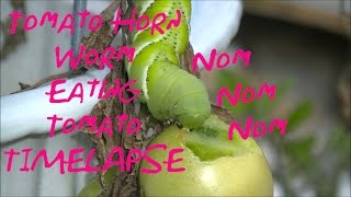 Tomato Horn Worm eating tomatoTimelapse [upl. by Moreville977]