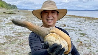 Geoduck Digging in Puget Sound 挖象拔蚌  And Horse Clam Butter Clam Cockles Purple Varnish [upl. by Atnwahs]