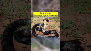 Cobrareal Ophiophagus hannah [upl. by Neu939]