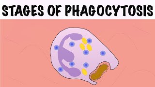 STAGES OF PHAGOCYTOSIS [upl. by Paulsen200]