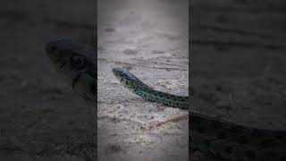 Beautiful redblue Eastern Garter Snake [upl. by Htebarual]