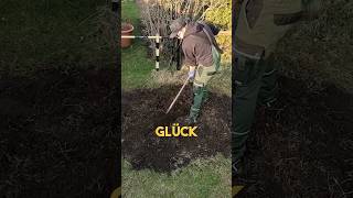 Gartenarbeit 💪🪴 kleingarten schrebergarten garten gartenarbeit YouTubeCreatorCommunity [upl. by Inalawi45]