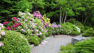 Rhododendrons  Queen of the Garden  How to Grow Rhododendrons [upl. by Cuyler]