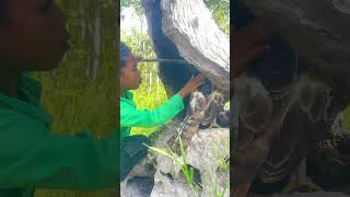 Wonderful Eagle Nest In The Stump Tree part 02 wildlife eagleowl barnowl maskedowl nature [upl. by Gnut581]