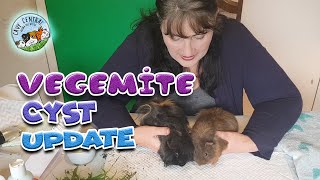 Guinea pig Vegemite and sebaceous cyst update on how treatment was successful at Cavy Central [upl. by Ariayek]