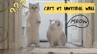 Cats vs Plastic Wrap [upl. by Atilrep366]