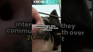 10 Incredible Facts About Pigs  KNOW iT [upl. by Eeslek87]