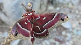 beautiful moth found in nor cal [upl. by Larrej646]