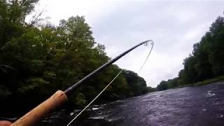 Beautiful Fresh Coho Salmon Fly Fishing on the DSR  Salmon River NY [upl. by Ayeka907]