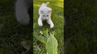 Turkish Angora catcher catvideos [upl. by Carbo]