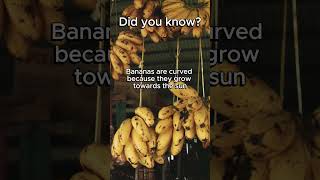 Fact About Banana fact facts food banana [upl. by Harriette716]