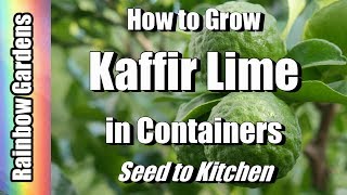 How to Grow Kaffir  Makrut  Meyer Lemon amp Citrus Trees in Containers Seed to Kitchen [upl. by Yliak296]