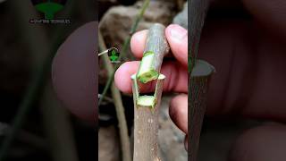 Plant grafting technique for beginners successful and satisfying usa grafting videos [upl. by Judus]