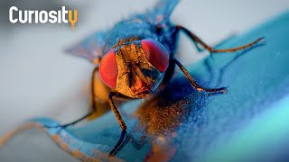 How the Common House Fly Survives in Our Homes  Planet Insect [upl. by Favien]