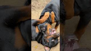 Play amp Fight 😈😍 rottweiler pets asmr [upl. by Delores]