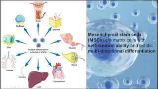 Mesenchymal stem cells andneuroregeneration in Parkinsons disease [upl. by Ybroc]