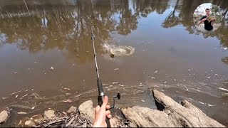 Bait and Lure Fishing at Horseshoe Lagoon in EchucaMoama [upl. by Darcey]