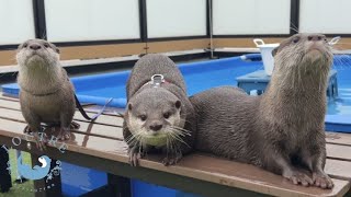 Otter Tororo Bravely Fights Kotaro amp Hana Over a Meal [upl. by Orola441]