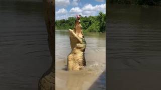 Crocodile vs Electric Eel कौन खतरनाक हैं 🤯 By info fact [upl. by Lavinia]