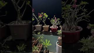 amit terrace bonsai variety gardening arabicum Habited PlantFlower starred highlightaktg [upl. by Azpurua64]