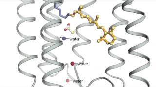 Bacteriorhodopsin [upl. by Li]