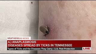 Diseases Spread By Ticks In Tennessee  US Pest Protection [upl. by Droc]