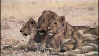 la biodiversidad en africa [upl. by Sanjiv893]