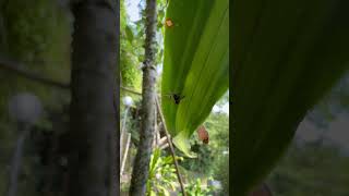 Wild observe telamonia festiva jumpingspiders salticidae ハエトリグモ nature hunters hunting [upl. by Llenal]